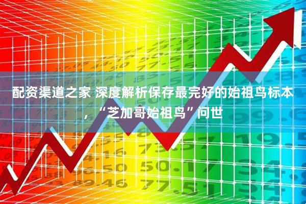 配资渠道之家 深度解析保存最完好的始祖鸟标本，“芝加哥始祖鸟”问世